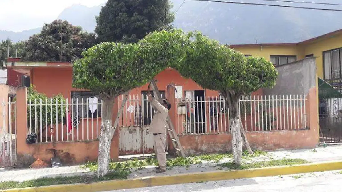 Mantenimiento a árboles
